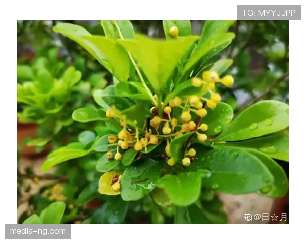 有时候真怀疑古力是魔术师,棋局上铁人,生活里连盆栽都照顾不好! 有时候真怀疑古力是魔术师,棋局上铁人,生活里连盆栽都照顾不好!
